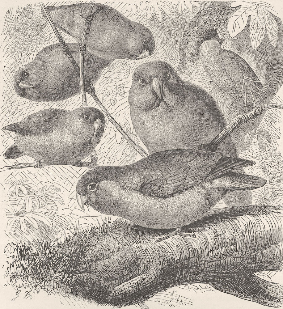 ROMANCE. Rosy-faced love-birds 1895 old antique vintage print picture